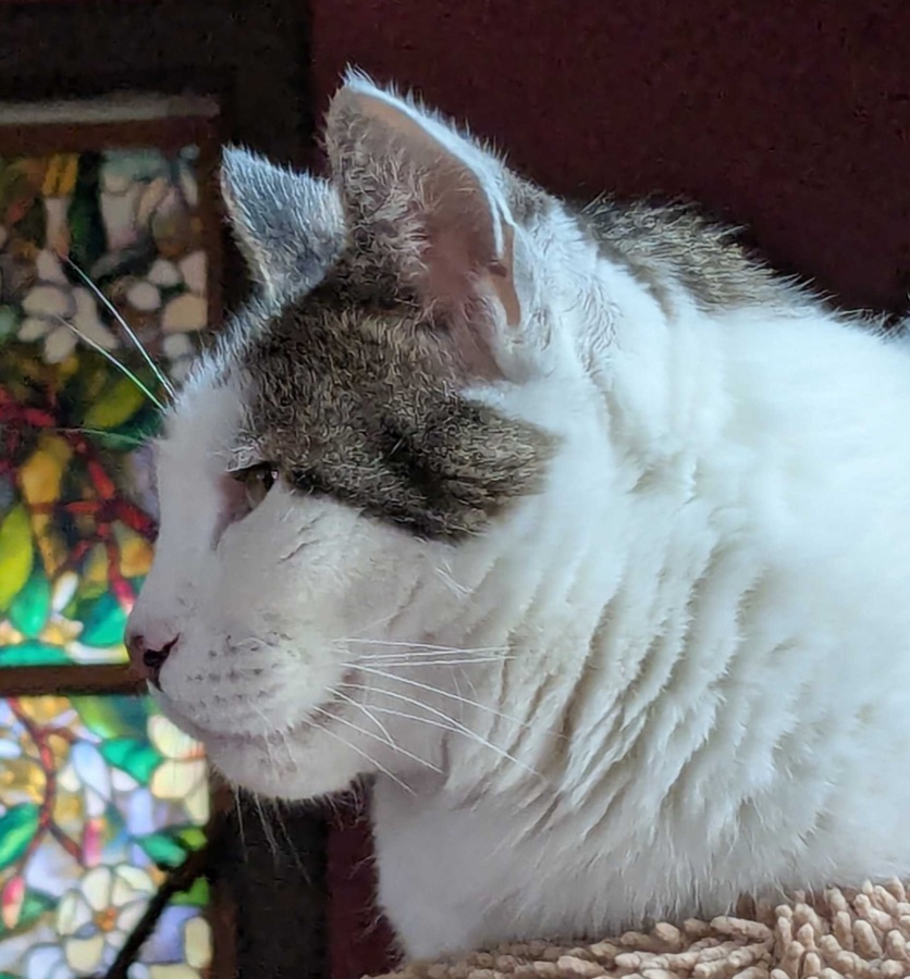 Binx, CEO
