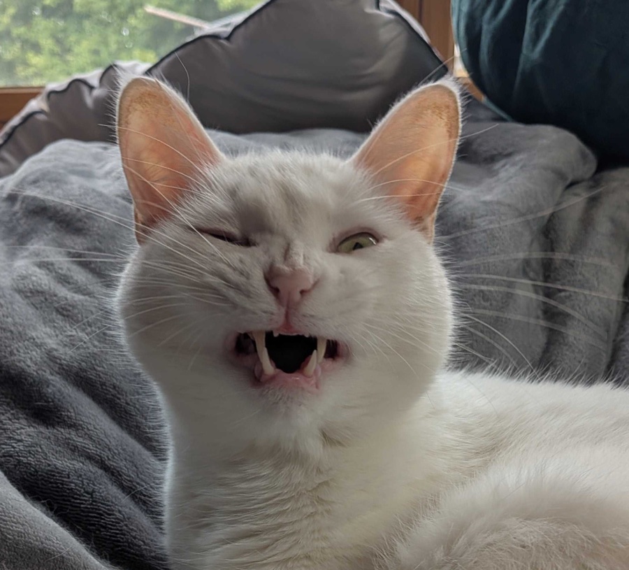 Mr. Biscuits, Junior Developer